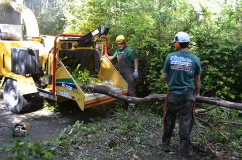 tree services East Palo Alto